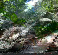 Wirrawilla Rainforest Walk - Accommodation VIC