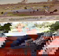 Bird Watching in Narrandera - Accommodation VIC