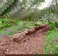 Forest Walking Track Gibraltar Range National Park - Accommodation VIC