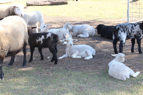 Haigslea EWE Nique Hobby Farm - Accommodation VIC 1