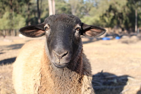 Haigslea EWE Nique Hobby Farm - Accommodation VIC 2
