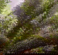 Honeysuckle picnic area - Accommodation VIC