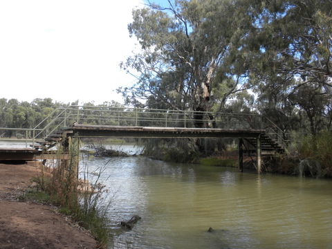 Junction Island Nature Reserve, Canoe Tree And Walking Track - Accommodation VIC 0
