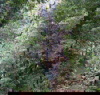 Kondalilla Falls Circuit Kondalilla National Park - Accommodation VIC