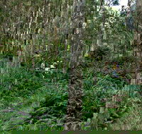 Nature Walking Track - Accommodation VIC
