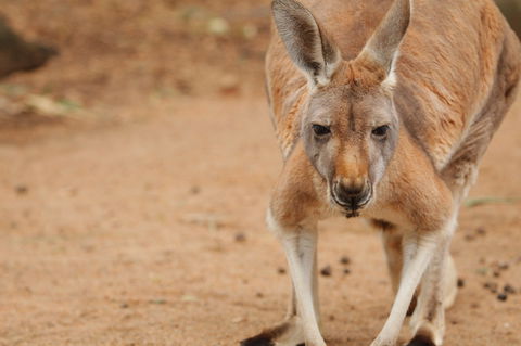 Perth Zoo - Accommodation VIC 1