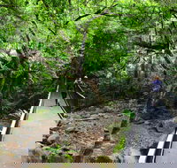 Rainforest Loop Walk Budderoo National Park - Accommodation VIC