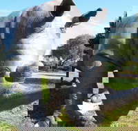 Tailem Bend Rhino Park and Dickson Reserve - Accommodation VIC