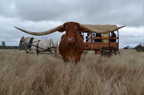 Texas Longhorn Tours - Accommodation VIC 0