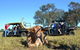 Texas Longhorn Tours - thumb 1