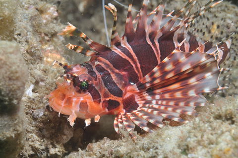 The Seaway Dive Site - Accommodation VIC 0