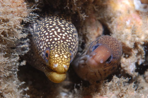 The Seaway Dive Site - Accommodation VIC 1
