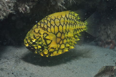The Seaway Dive Site - Accommodation VIC 2
