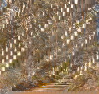The Great Forest Trees Drive - Accommodation VIC