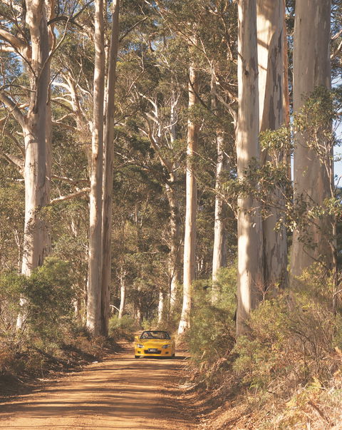 The Great Forest Trees Drive - Accommodation VIC 0