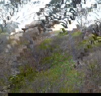 Tolmer Rocks - Mount Boothby Conservation Park - Accommodation VIC