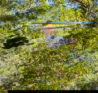 TreeTop Crazy Rider - Accommodation VIC