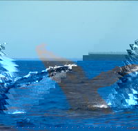 Whale Watching on Keswick Island - Accommodation VIC