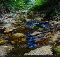 Willi Willi National Park - Accommodation VIC