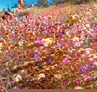 Wineries and Wildflowers - Accommodation VIC
