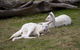 Yarra Valley Nocturnal Zoo - thumb 0