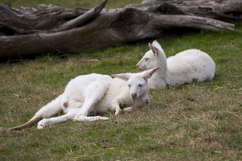 Yarra Valley Nocturnal Zoo - Accommodation VIC 0