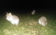 Yarra Valley Nocturnal Zoo - thumb 2