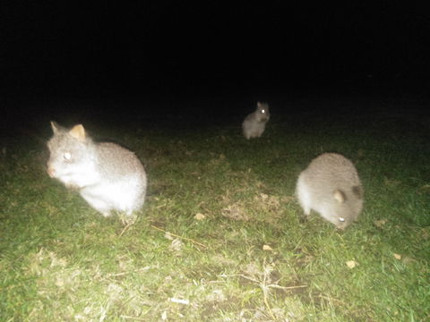 Yarra Valley Nocturnal Zoo - Accommodation VIC 2