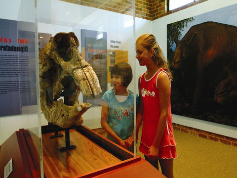 Australian Museum Diprotodon Exhibition: Closed For Building Repair July August - Accommodation VIC 0