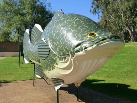 Big Murray Cod - Accommodation VIC 0