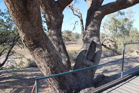 Burke And Wills Dig Tree - Accommodation VIC 1