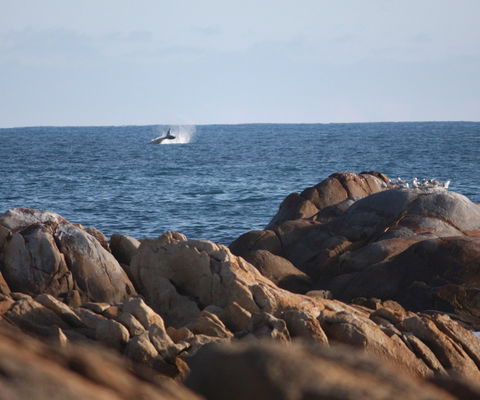 Cape Conran Coastal Park - Accommodation VIC 1