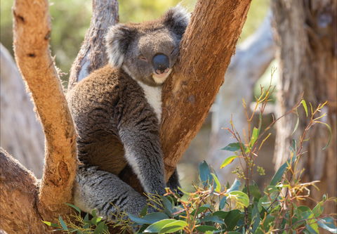 Cleland Wildlife Park - Accommodation VIC 0