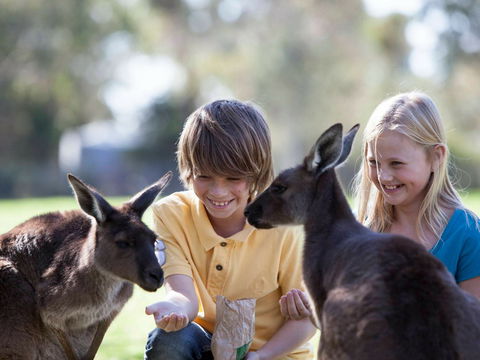 Cleland Wildlife Park - Accommodation VIC 1
