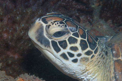 Cochrane Artificial Reef Dive Site - Accommodation VIC 2