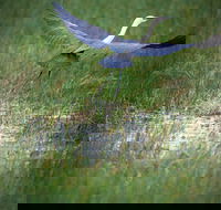 Germein Reserve - Accommodation VIC