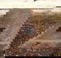 May Gibbs Tree - Accommodation VIC