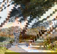 Meningie Walking and Cycling Trails - Accommodation VIC