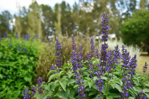 Picton Botanic Gardens - Accommodation VIC 1