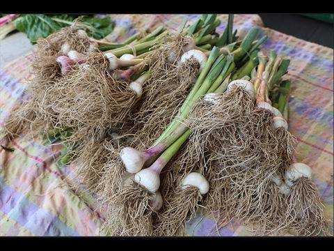 Queanbeyan Park Market - Accommodation VIC 0