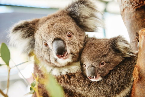 Swan Valley Kids In The Valley Trail - Accommodation VIC 1