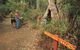 Walpole-Nornalup National Park - thumb 1