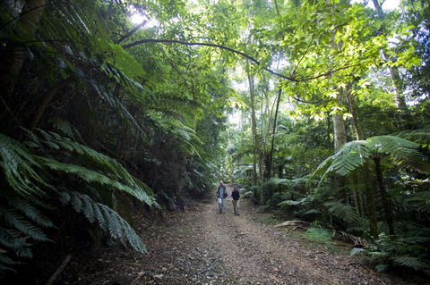Booloumba Falls Walk, Conondale National Park - Accommodation VIC 2