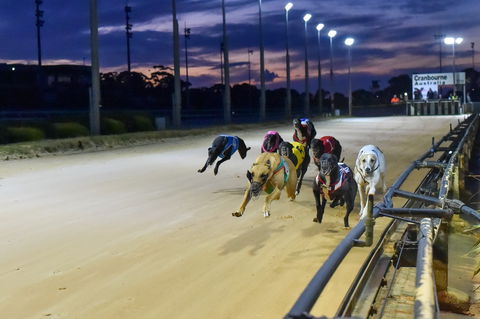 Cranbourne Greyhound Racing Club - Accommodation VIC 1