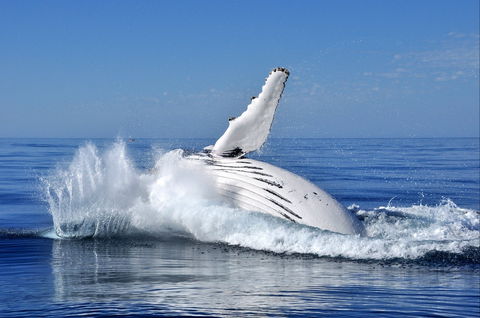 Humpback Whales - Accommodation VIC 1