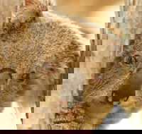 Koala Reserve - Accommodation VIC