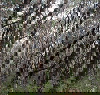 Lookout Hill  Circuit Walk - Accommodation VIC