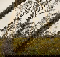 Mountaineer-Glowang trail - Accommodation VIC