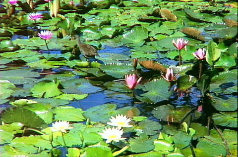 Mt Coot-tha Tourist Drive - Accommodation VIC 1