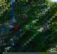 Tamborine Rainforest Skywalk - Accommodation VIC